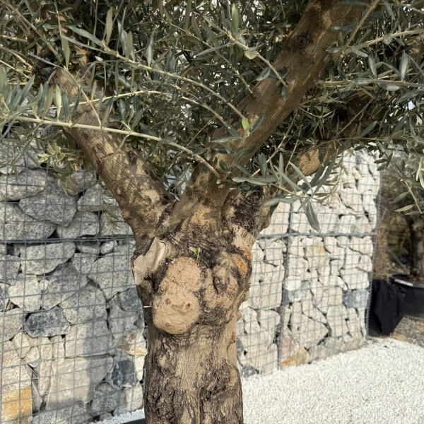 Gnarled Multistem Olive Tree XL J339 - 535A1036 5052 4264 9C19 157631881A56 scaled