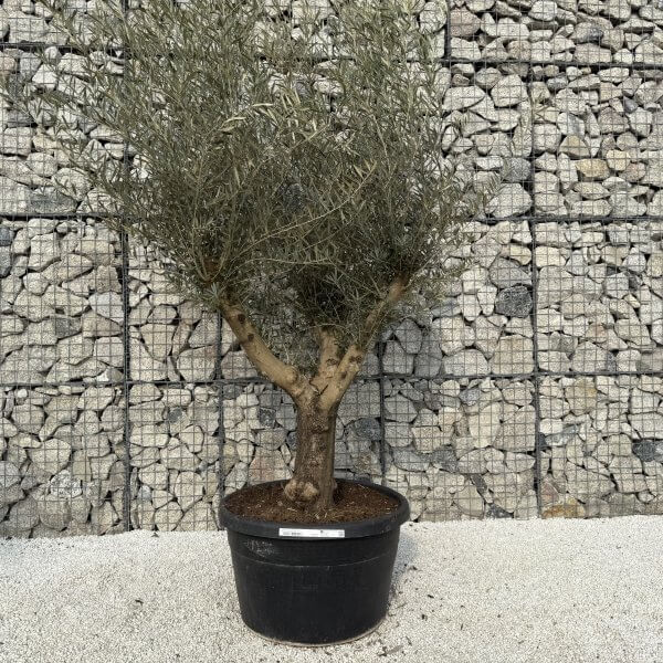 Gnarled Multistem Olive Tree XL J338 - 5432D99B 7ABF 47BD B9E8 12A5C4735BD3 scaled