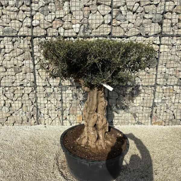 Gnarled Plateau Olive Tree XL J417 - 5A16D568 E239 4FCB 9408 38D86C82045E 1 105 c