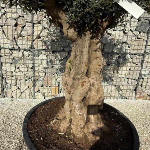 Gnarled Plateau Olive Tree XL J417 - 5ECFD473 88F5 4FE8 9256 F05F29E2AFCD 1 105 c