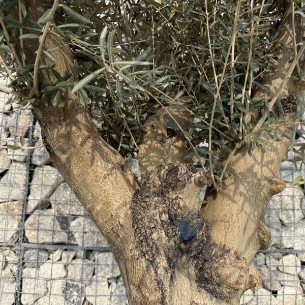 Gnarled Multistem Olive Tree XL J329 - 62B5836F 422D 4014 9B24 2B1C6BAD8333 scaled