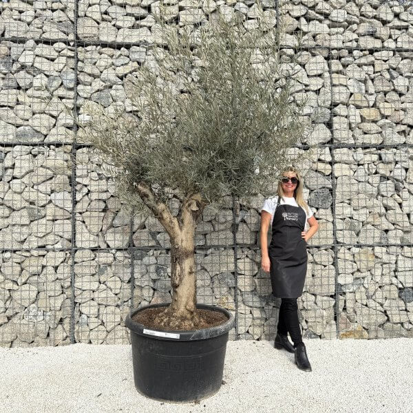 Gnarled Multistem Olive Tree XL J306 - 67C9907F 6BB3 4856 A6BD D4EBB0DE1160 scaled