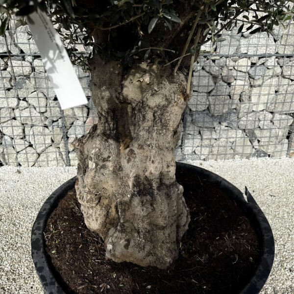 Gnarled Plateau Olive Tree XL J411 - 70C581F0 1048 4D7C 8EC0 2E3907F7EC14 1 201 a scaled