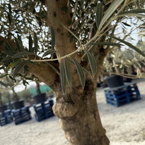 Gnarled Multistem Olive Tree XL J328 - 7F8C114B 9661 4D6F 9ED0 FCAB02E47979 scaled