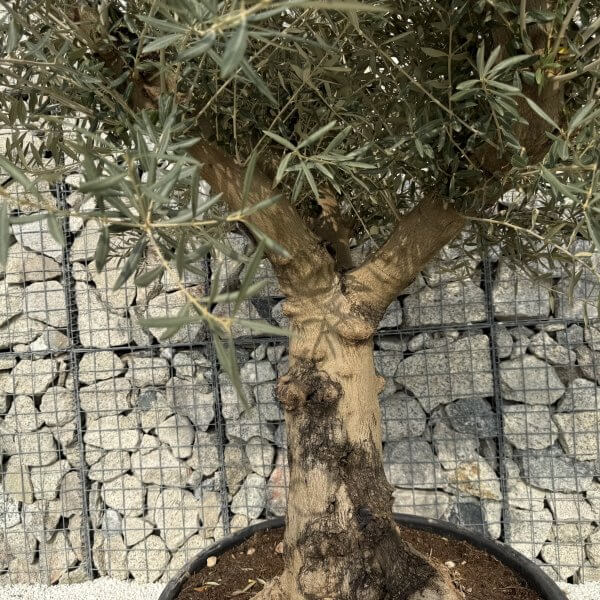 Gnarled Multistem Olive Tree XL J313 - 8A1D82AB 7492 40E8 B880 D7AEE4FD2427 1 scaled