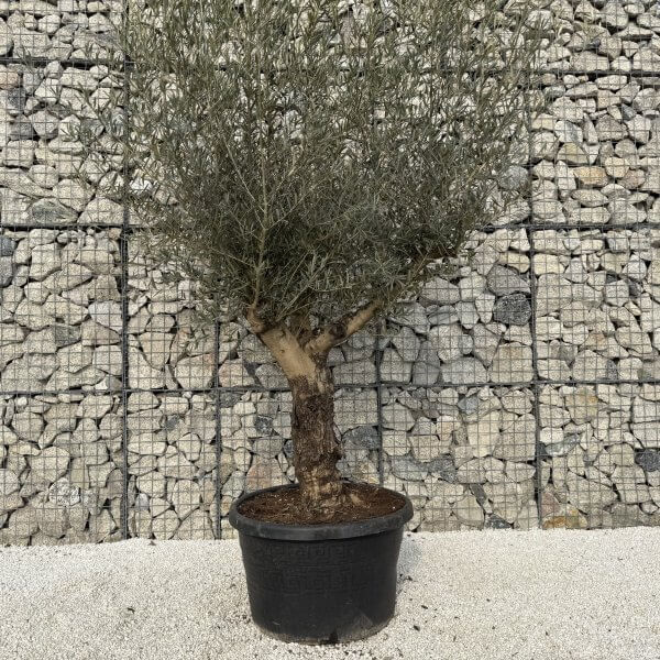 Gnarled Multistem Olive Tree XL J336 - 8EA9420C BB6A 4675 9711 66D8BEC852A1 scaled