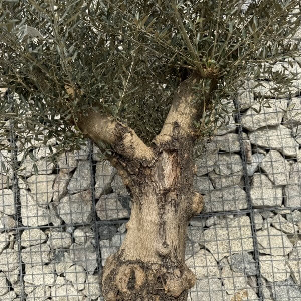 Gnarled Multistem Olive Tree XL J307 - 8F4629A2 17B6 4D10 8D84 BE902165EAE4 scaled