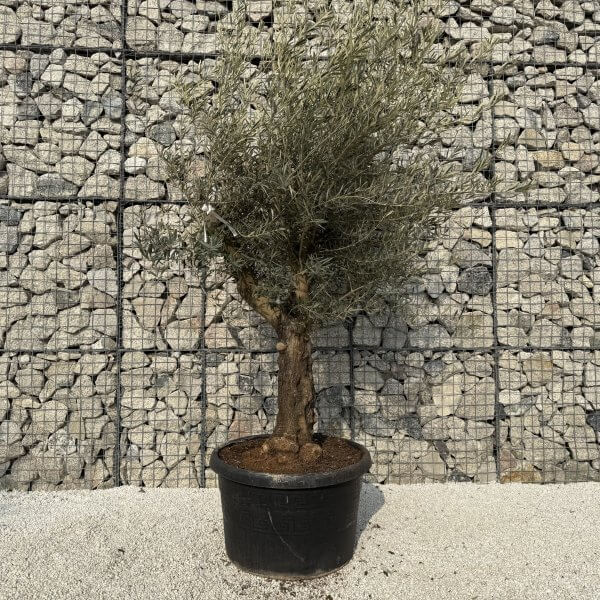 Gnarled Multistem Olive Tree XL J340 - 95A6B495 AB21 4B19 AA65 DE263A70C5C5 scaled