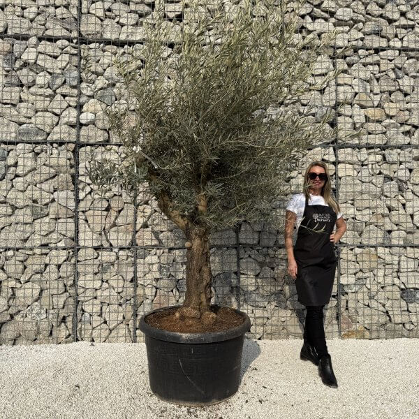 Gnarled Multistem Olive Tree XL J340 - 97C086BC 6FB1 4FD4 878C 2CA3CDA41F6E scaled