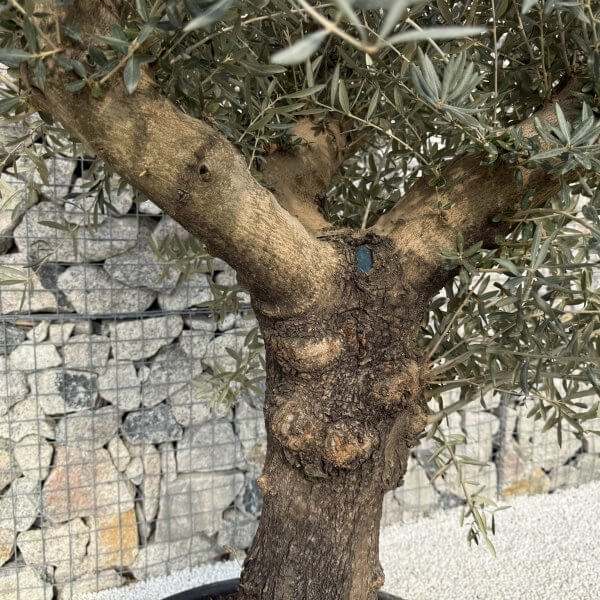 Gnarled Multistem Olive Tree XL J335 - A882A865 FC7C 4656 875F 00366B89FBB4 scaled