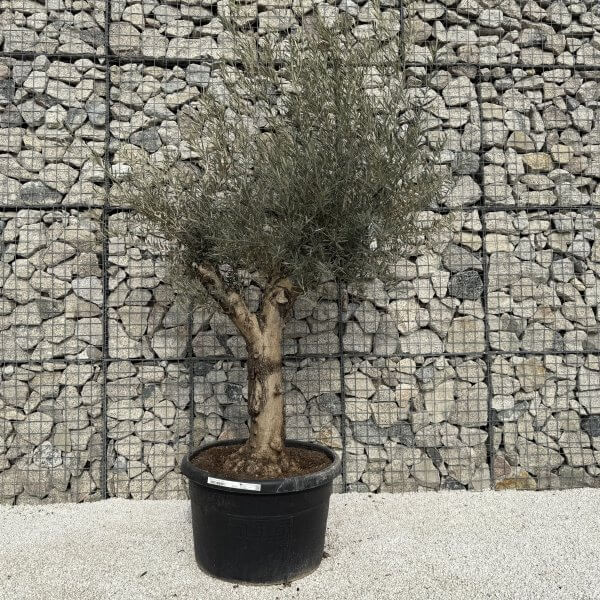 Gnarled Multistem Olive Tree XL J306 - AB9FE66E 0628 4B66 BBEF 922028AF251D 1 scaled