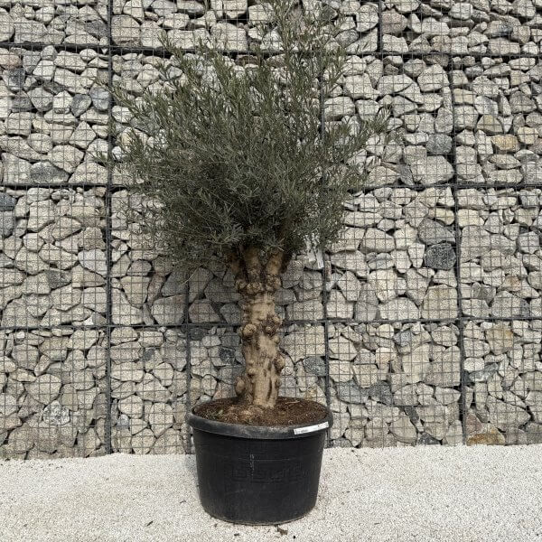 Gnarled Multistem Olive Tree XL J304 - ABE2C14C E297 41AB 89EE E3F39995BA77 scaled