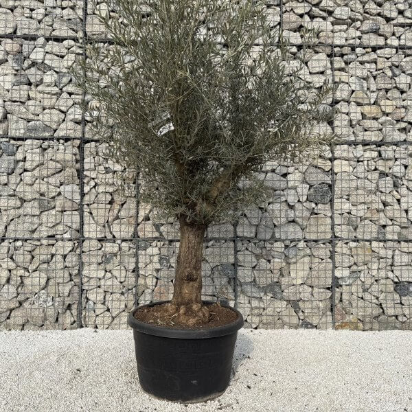 Gnarled Multistem Olive Tree XL J337 - B0A28C37 70AE 41B4 983E 50FA85E296B5 scaled