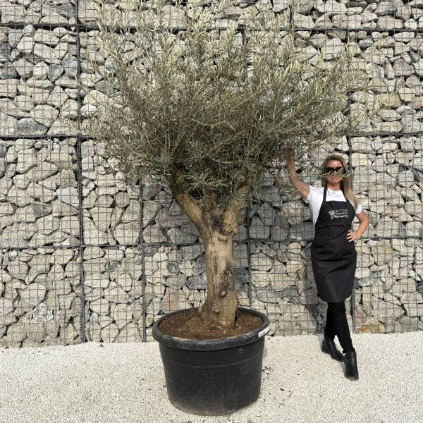 Gnarled Multistem Olive Tree XL J329 - B8D1BA18 E941 4FD1 84E7 EF1323C6A536 scaled