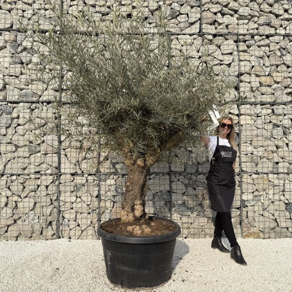 Gnarled Multistem Olive Tree XL J341 - C2809DB0 BA59 4B1A 9B3E C734169D6B42 scaled