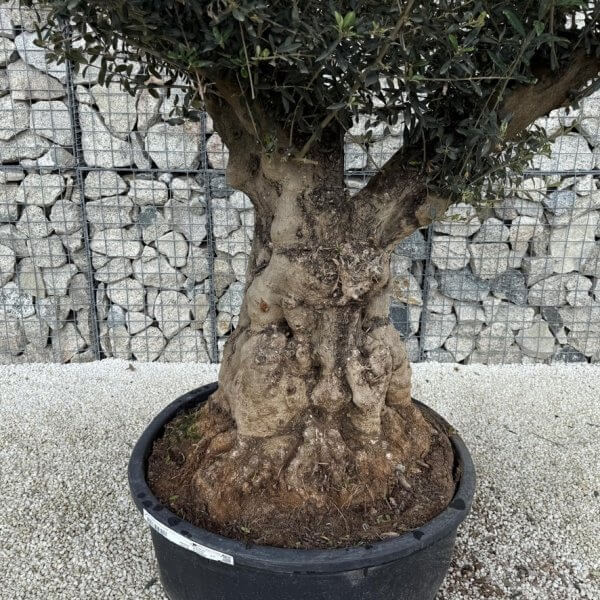 Gnarled Plateau Olive Tree XL J416 - C573F259 5DF9 470B A74D 4DDBB0BDBA8C 1 105 c