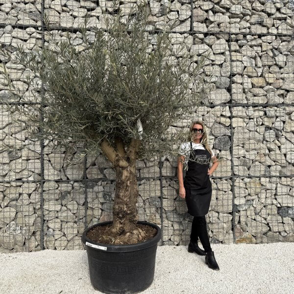 Gnarled Multistem Olive Tree XL J301 - D39C4953 AEDB 4E3D 8042 F3D24C22B325 scaled