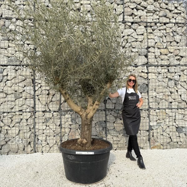 Gnarled Multistem Olive Tree XL J338 - D7C4942D 63FD 4A05 9CF0 98CC5996AAF0 scaled