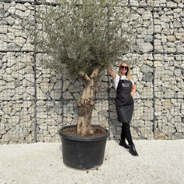 Gnarled Multistem Olive Tree XL J307 - D7D648D3 0252 4683 8BBD 9BD867E41754 scaled