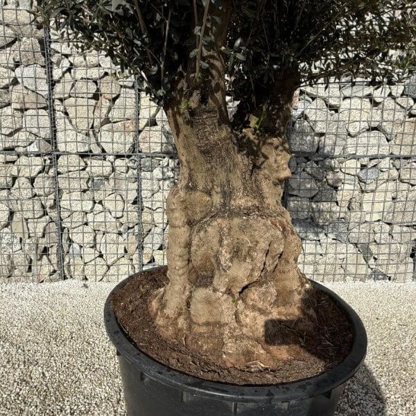 Gnarled Plateau Olive Tree XL J415 - DFDEF3E9 4177 49BF B6BE 26997A9427B0 1 105 c