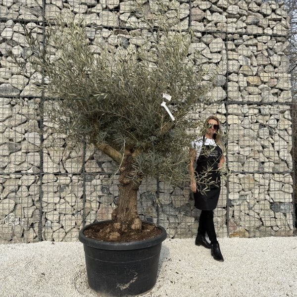 Gnarled Multistem Olive Tree XL J335 - E2367C5E AC50 4C9C ADF6 62BCA739AA8D scaled