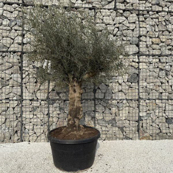 Gnarled Multistem Olive Tree XL J328 - EFF15043 FEC4 4B01 8931 531FD6E7D30A scaled