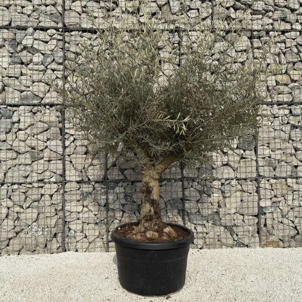 Gnarled Multistem Olive Tree XL J313 - F1EBBF5C 63DF 4D6A ACBE 0118AD6F5AA5 scaled