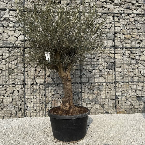 Gnarled Multistem Olive Tree XL J342 - F9BDD613 F2E2 466F B391 5BF503509D5A scaled