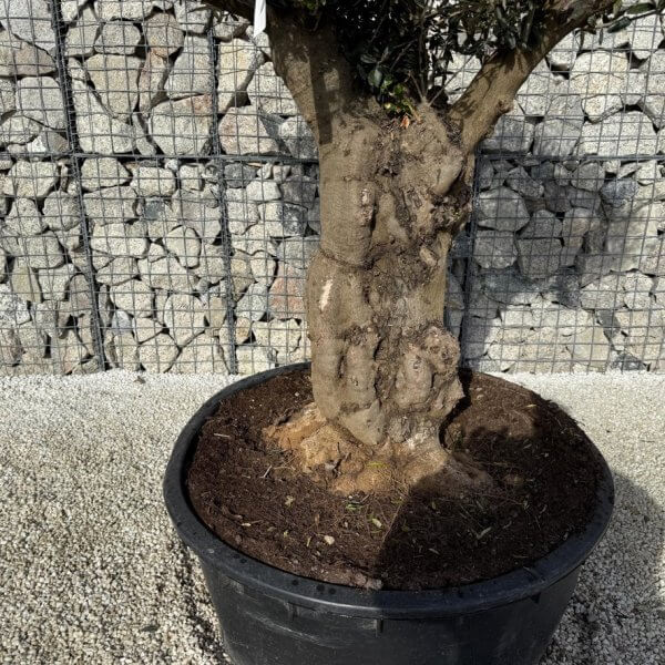 Gnarled Plateau Olive Tree XL J418 - FAB2350A 9B03 450E B6EA 2F6F1D9ECDD5 1 105 c