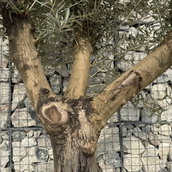 Gnarled Multistem Olive Tree XL J317 - FD9D4CEA 2F25 4F33 89BA DE7FAD8A4F9F scaled