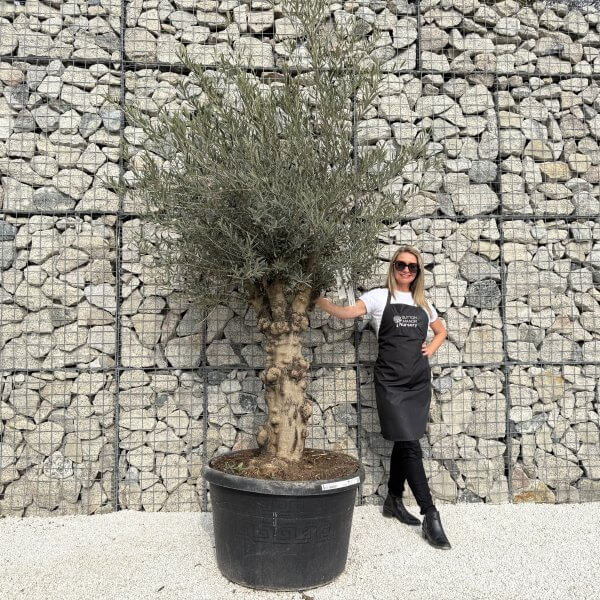 Gnarled Multistem Olive Tree XL J304 - FEAA2C6B 7E6D 4D99 AB75 1A4CFA6209F0 scaled